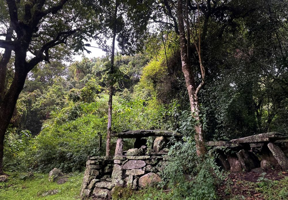 forest1